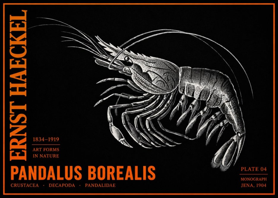 Ernst Haeckel Pandalus Borealis No2 - Plakát