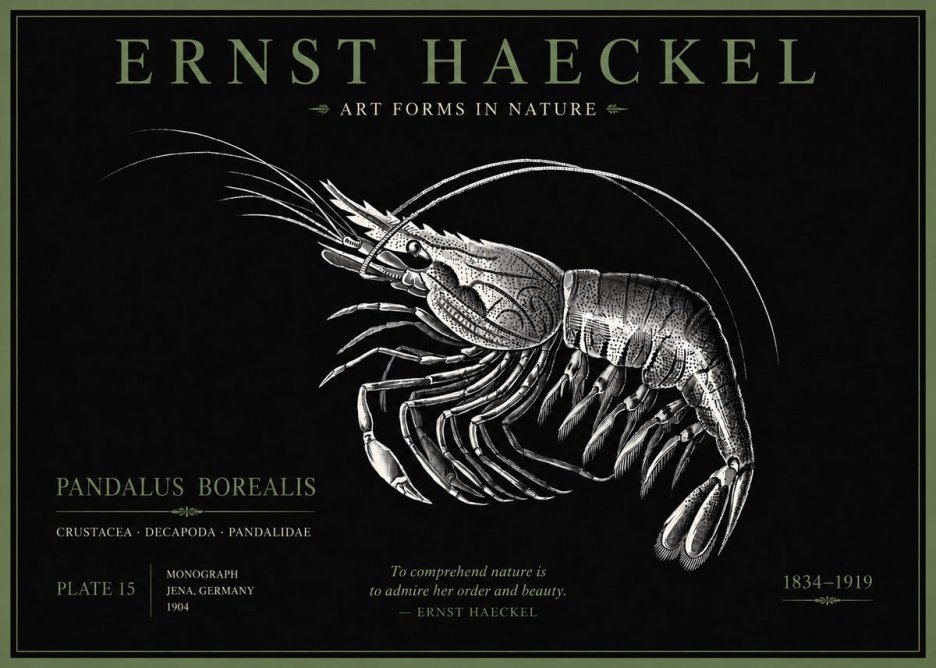Ernst Haeckel Pandalus Borealis No5 - Plakát