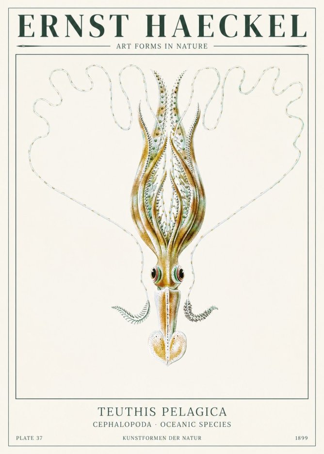 Ernst Haeckel Teuthis Pelagica No1 - Plakát