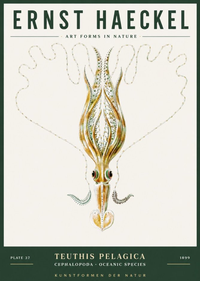 Ernst Haeckel Teuthis Pelagica No3 - Plakát