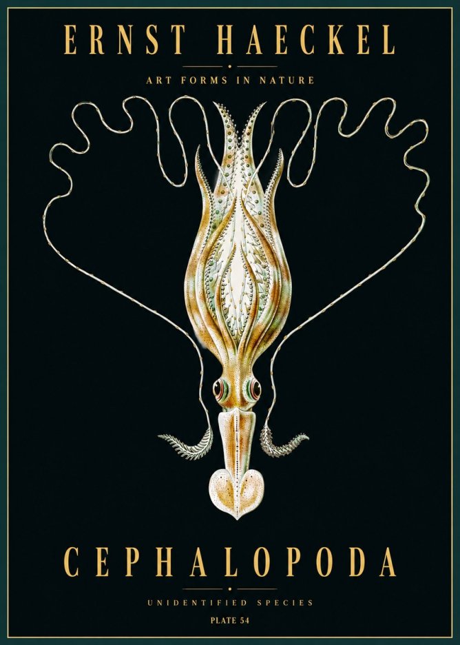 Ernst Haeckel Teuthis Pelagica No5 - Plakát