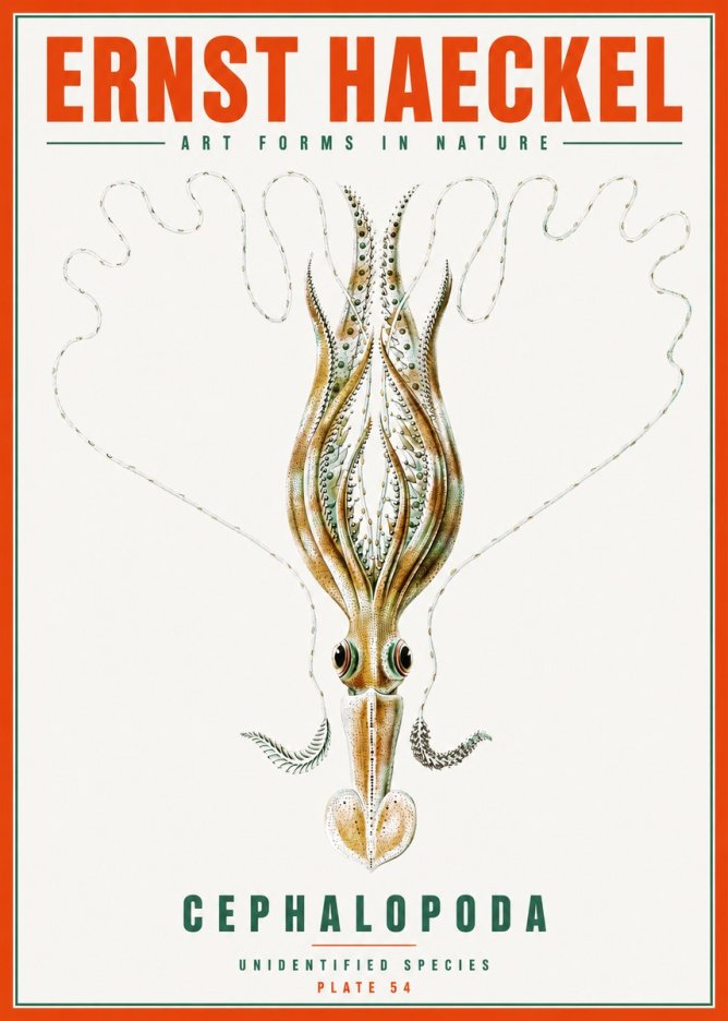 Ernst Haeckel Teuthis Pelagica No6 - Plakát