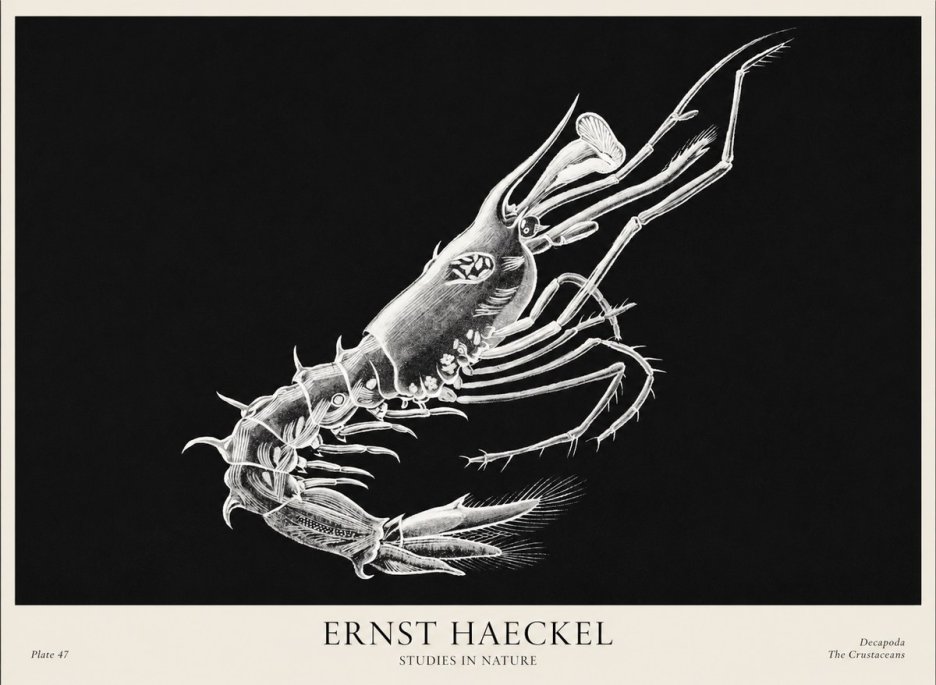Ernst Haeckel Decapoda the Crustaceans No1 - Plakát