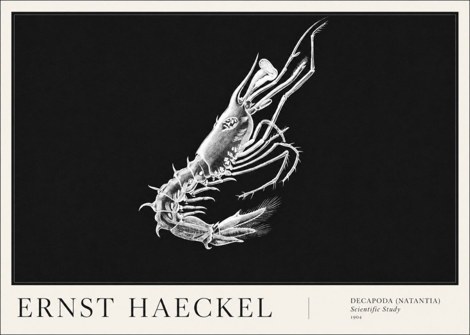 Ernst Haeckel Decapoda the Crustaceans No6 - Plakát