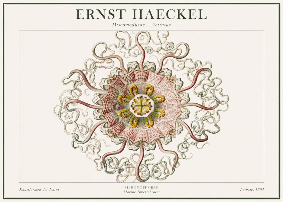 Ernst Haeckel Discomedusae – Actiniae No1 - Plakát