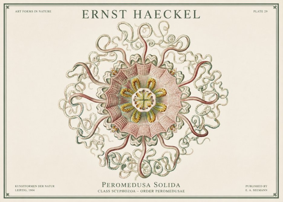 Ernst Haeckel Discomedusae – Actiniae No3 - Plakát