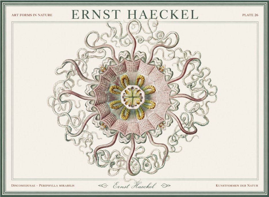Ernst Haeckel Discomedusae – Actiniae No5 - Plakát