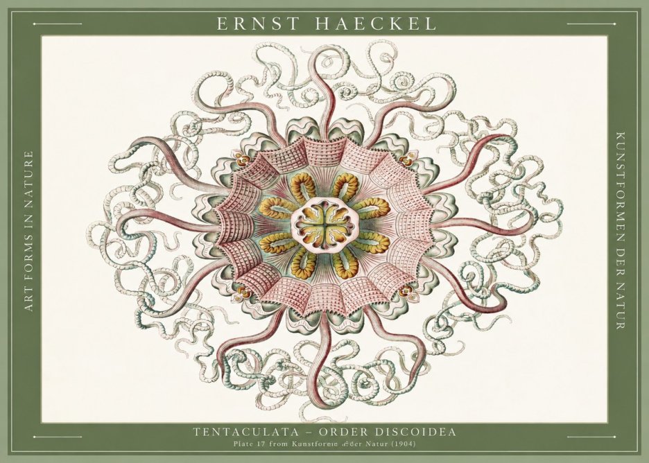 Ernst Haeckel Discomedusae – Actiniae No6 - Plakát