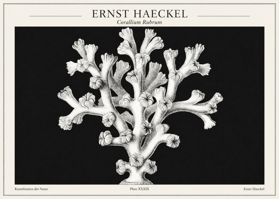 Ernst Haeckel Corallium Rubrum I No1 - Plakát