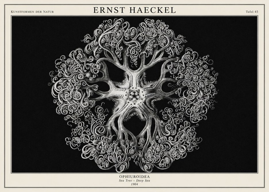 Ernst Haeckel Ophiuroidea Sea Tree - Deep Sea No1 - Plakát