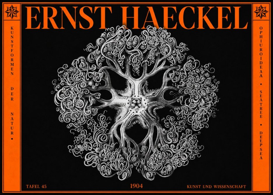 Ernst Haeckel Ophiuroidea Sea Tree - Deep Sea No2 - Plakát