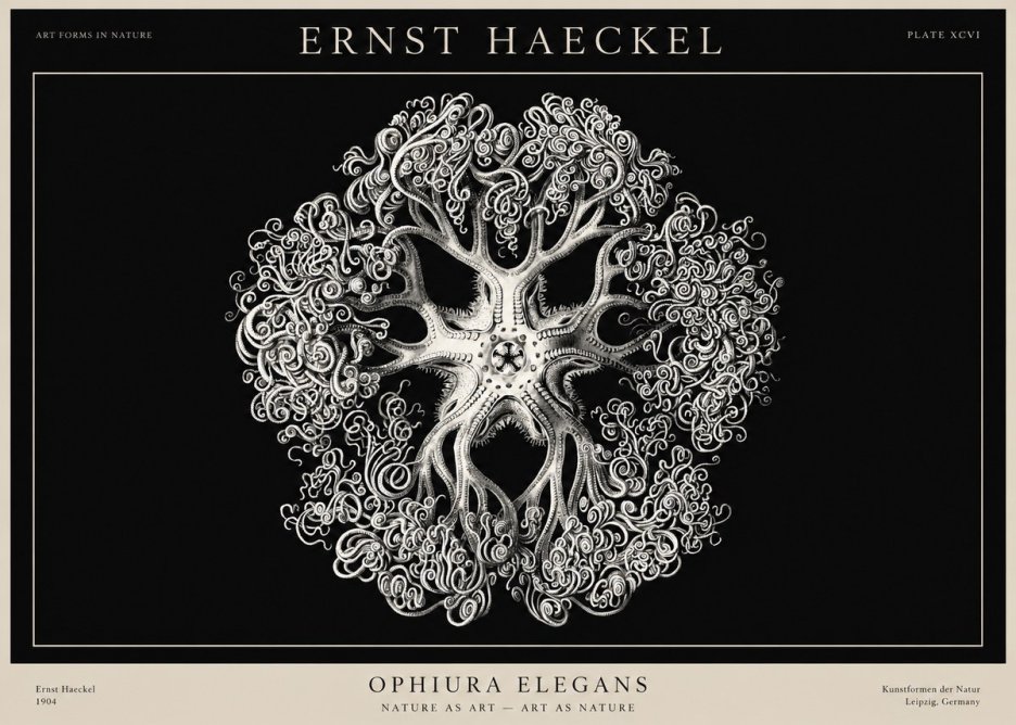 Ernst Haeckel Ophiuroidea Sea Tree - Deep Sea No3 - Plakát