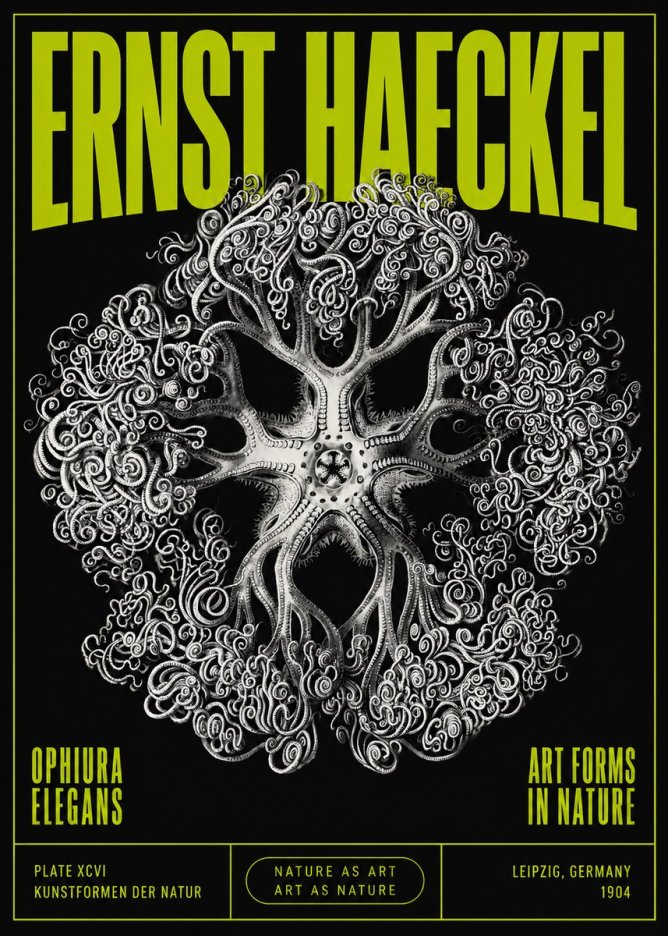 Ernst Haeckel Ophiuroidea Sea Tree - Deep Sea No5 - Plakát