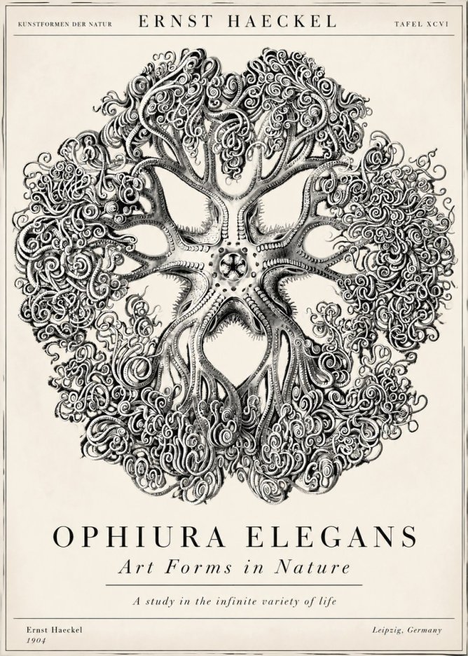 Ernst Haeckel Ophiuroidea Sea Tree - Deep Sea No6 - Plakát