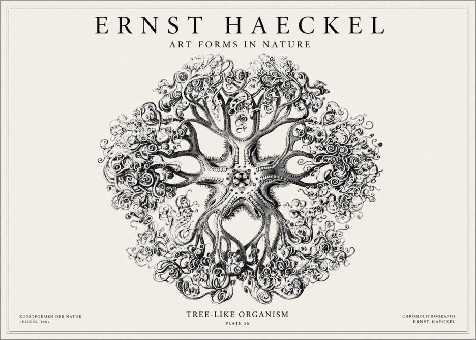 Ernst Haeckel Tree-like Organism No1 - Plakát