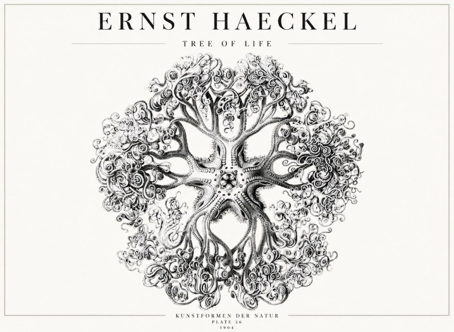 Ernst Haeckel Tree-like Organism No4 - Plakát