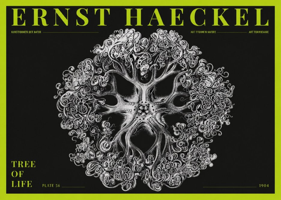 Ernst Haeckel Tree-like Organism No5 - Plakát