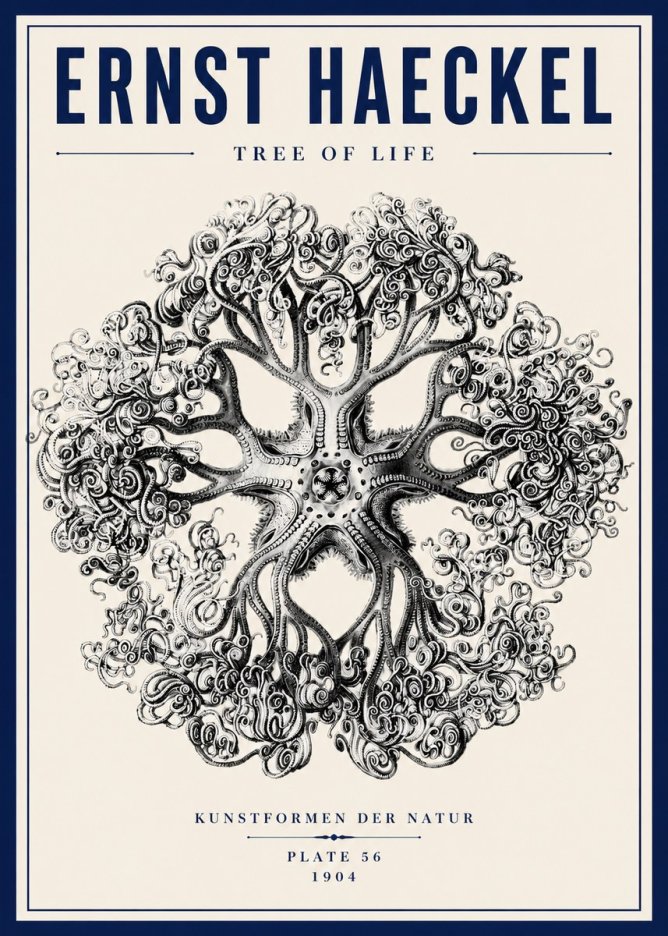 Ernst Haeckel Tree-like Organism No6 - Plakát