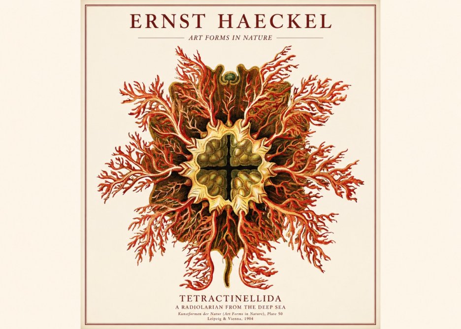 Ernst Haeckel Tetractinellida a Radiolarian from the Deep Sea No1 - Plakát