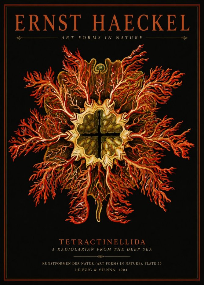 Ernst Haeckel Tetractinellida a Radiolarian from the Deep Sea No2 - Plakát