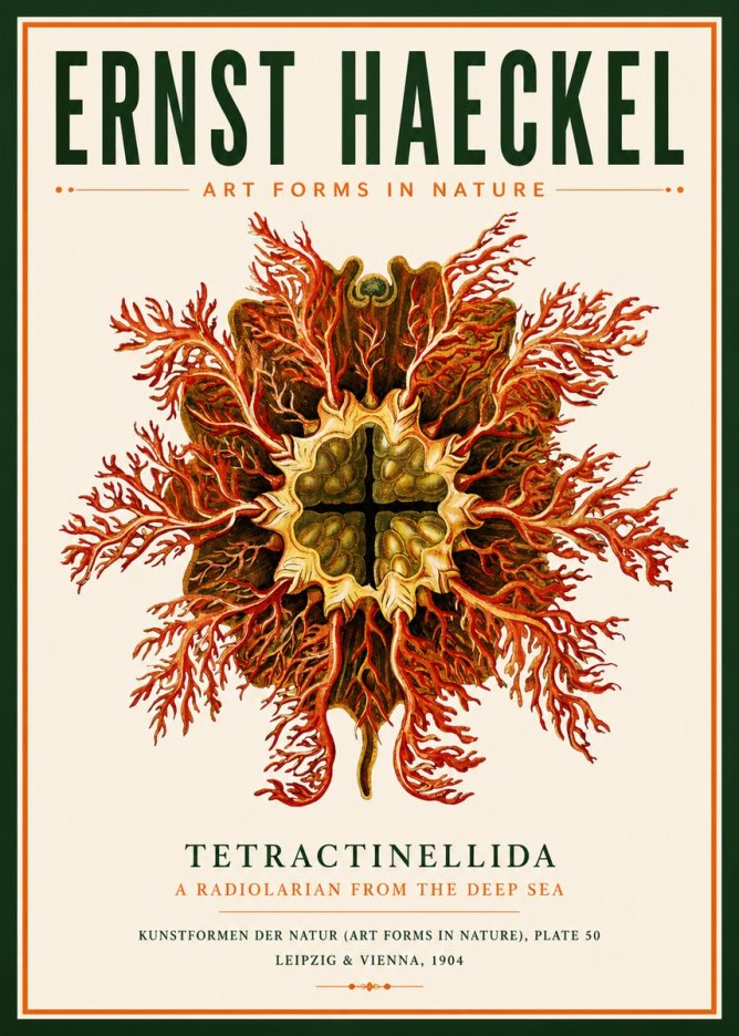 Ernst Haeckel Tetractinellida a Radiolarian from the Deep Sea No3 - Plakát