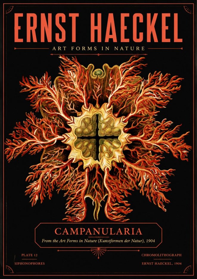 Ernst Haeckel Tetractinellida a Radiolarian from the Deep Sea No5 - Plakát