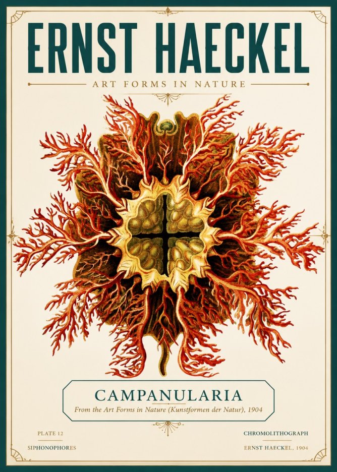 Ernst Haeckel Tetractinellida a Radiolarian from the Deep Sea No6 - Plakát