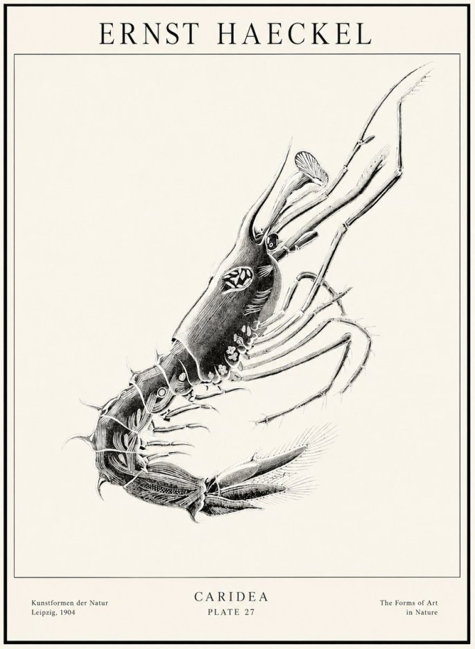 Ernst Haeckel Caridea Plate 27 No1 - Plakát