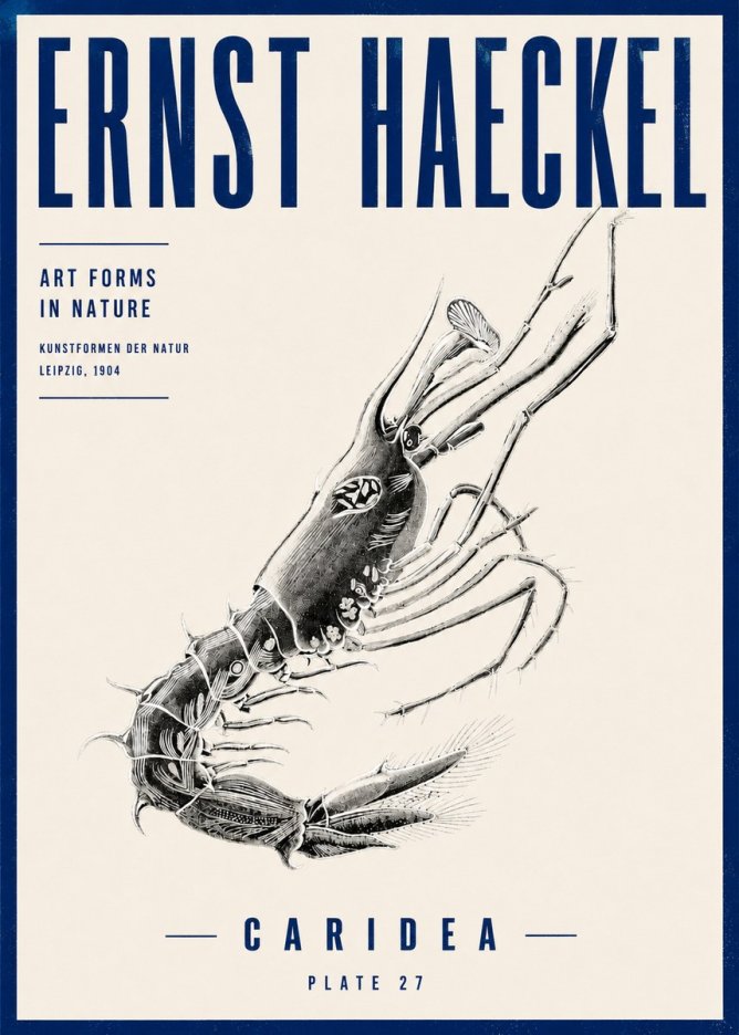 Ernst Haeckel Caridea Plate 27 No4 - Plakát