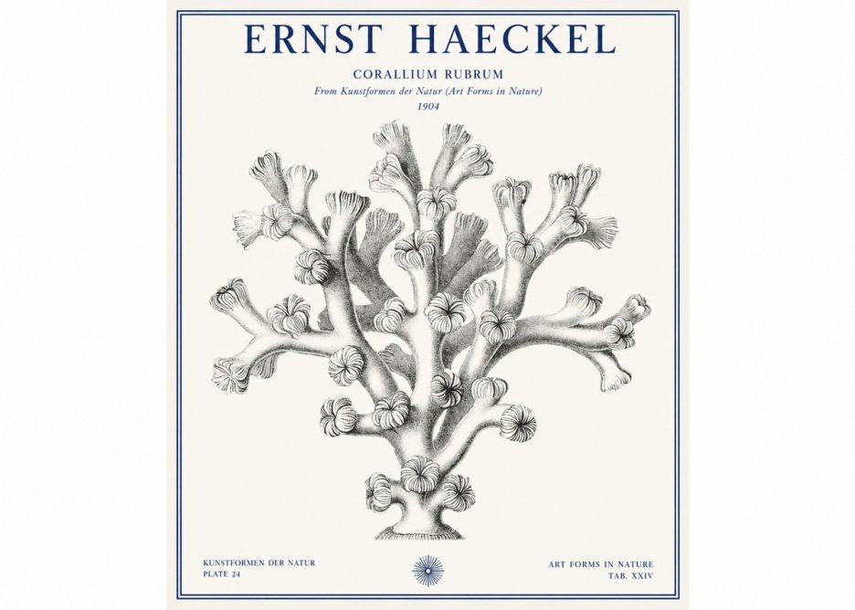Ernst Haeckel Corallium Rubrum II No1 - Plakát