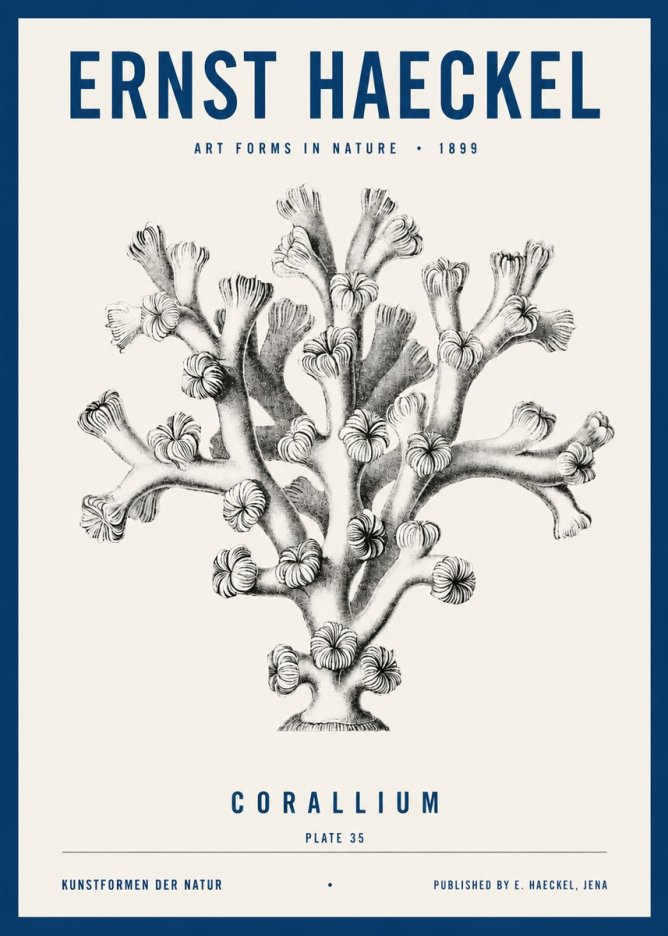 Ernst Haeckel Corallium Rubrum II No4 - Plakát