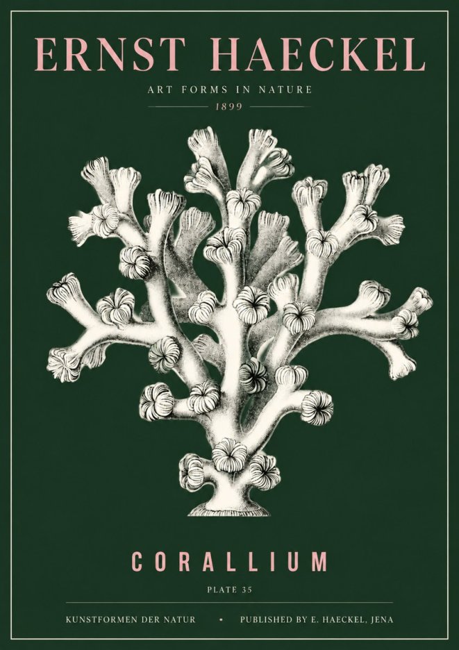 Ernst Haeckel Corallium Rubrum II No5 - Plakát
