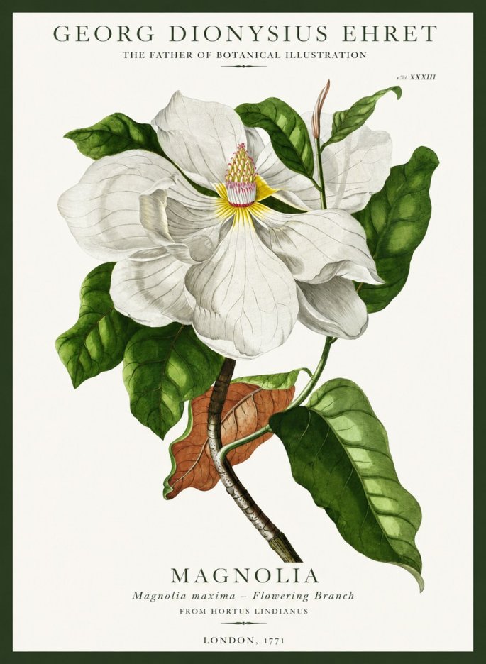 Georg Dionysius Ehret Magnolia Maxima - Flowering Branch No1 - Plakát
