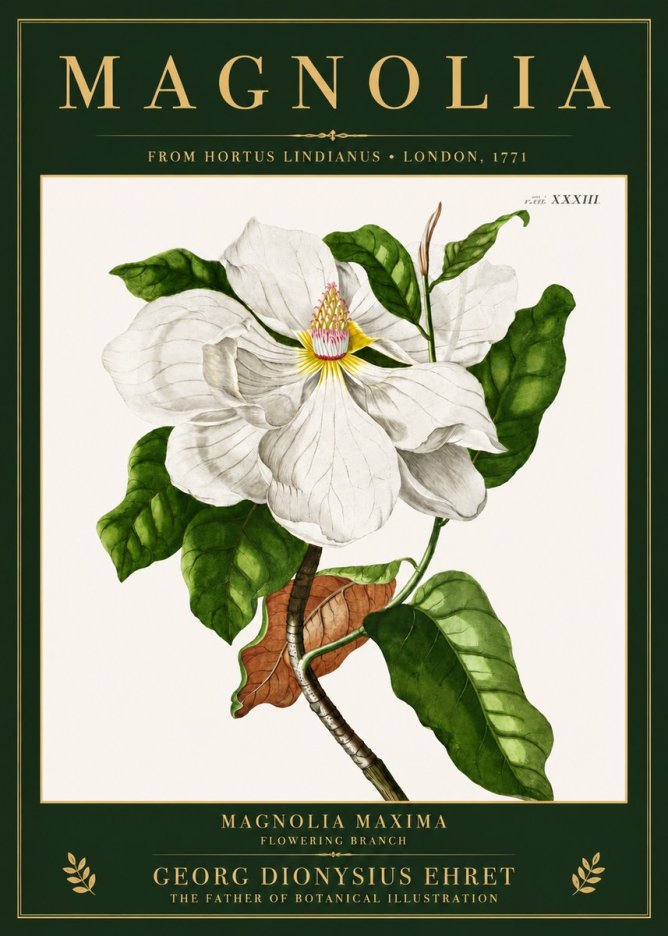 Georg Dionysius Ehret Magnolia Maxima - Flowering Branch No3 - Plakát