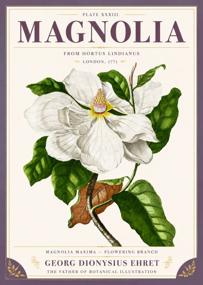 Georg Dionysius Ehret Magnolia Maxima - Flowering Branch No5 - Plakát
