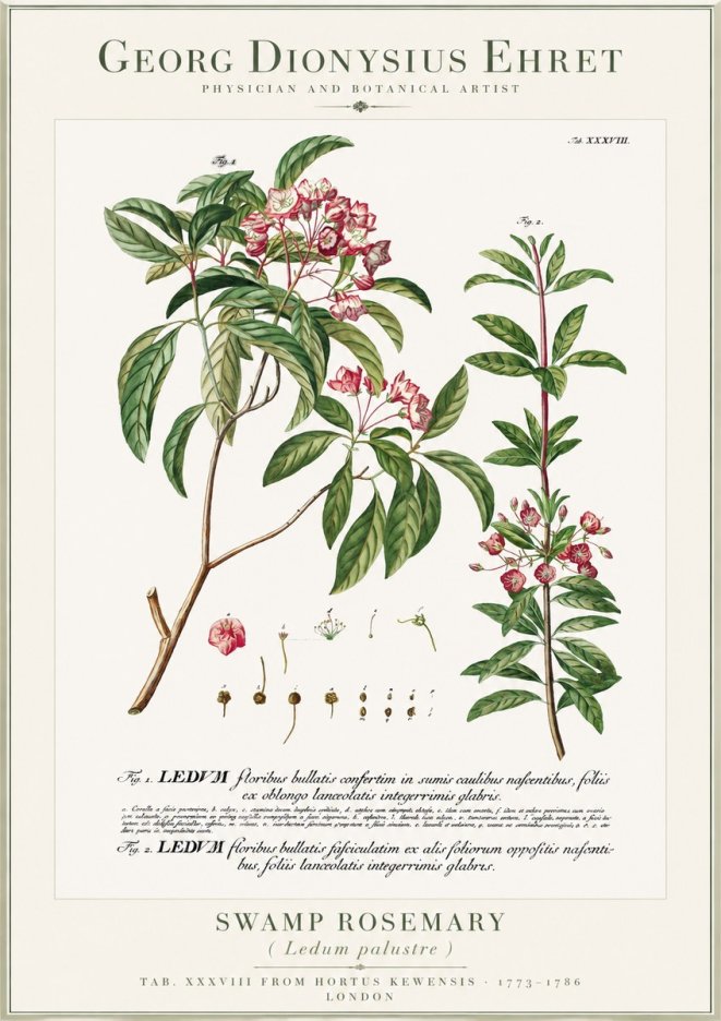 Georg Dionysius Ehret Swamp Rosemary (Ledum Palustre) No1 - Plakát