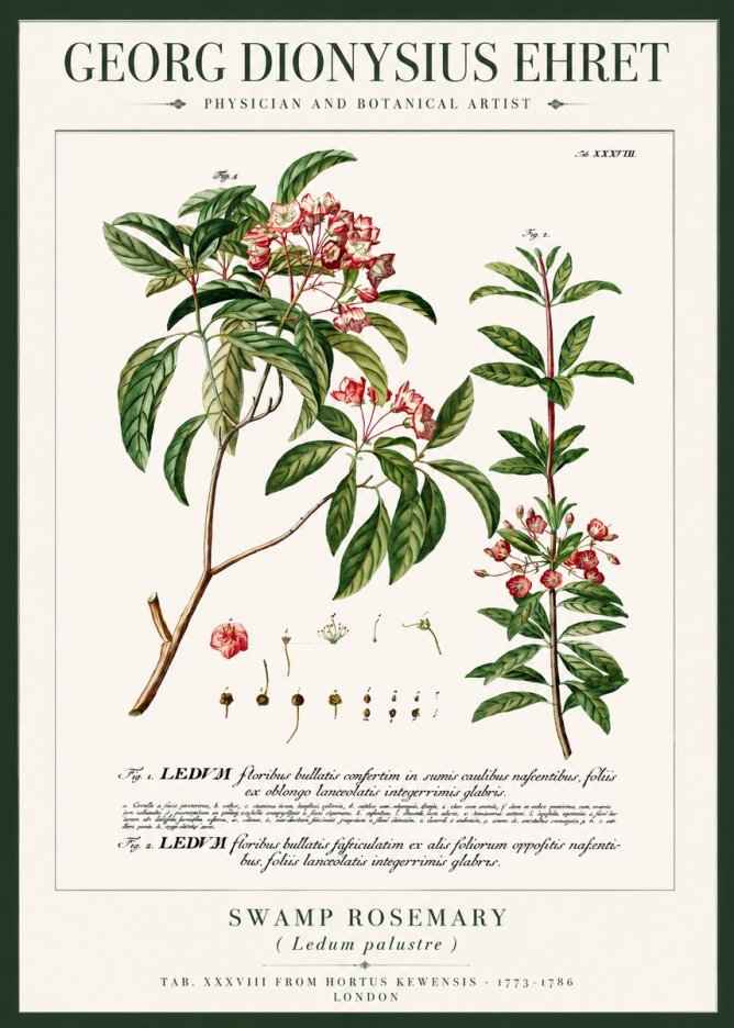Georg Dionysius Ehret Swamp Rosemary (Ledum Palustre) No3 - Plakát