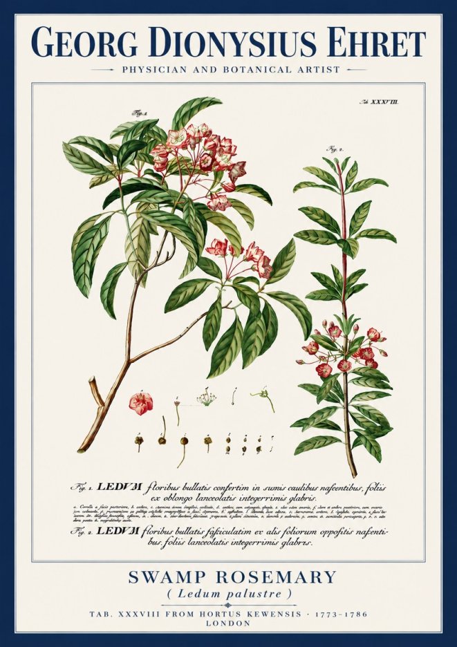 Georg Dionysius Ehret Swamp Rosemary (Ledum Palustre) No4 - Plakát