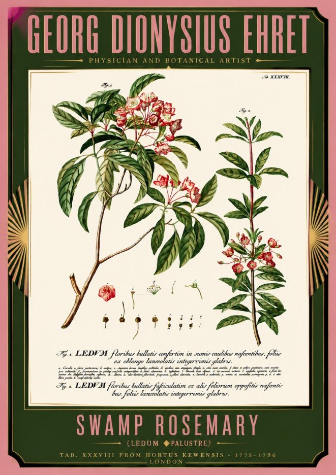 Georg Dionysius Ehret Swamp Rosemary (Ledum Palustre) No5 - Plakát