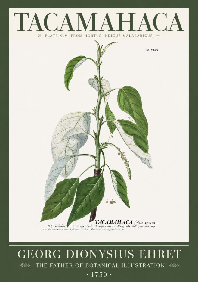 Georg Dionysius Ehret Tacamahaca (Saddlewood) No2 - Plakát