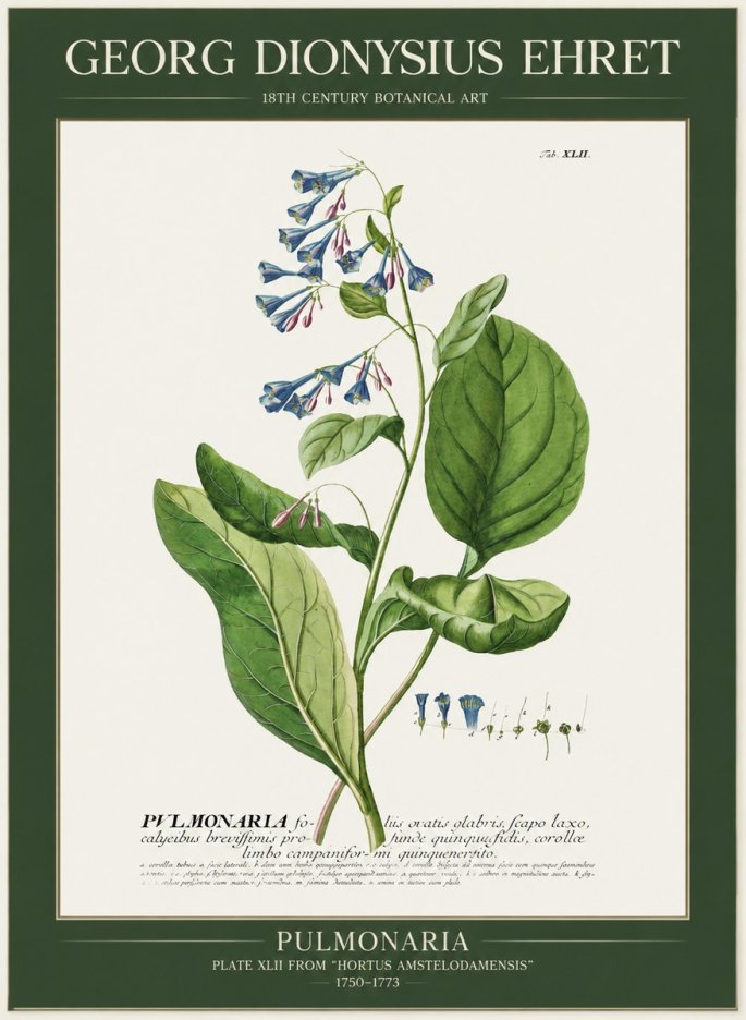 Georg Dionysius Ehret Pulmonaria No1 - Plakát