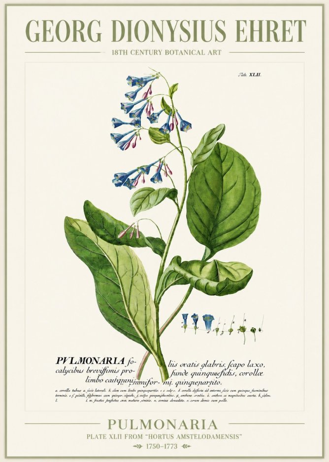 Georg Dionysius Ehret Pulmonaria No4 - Plakát