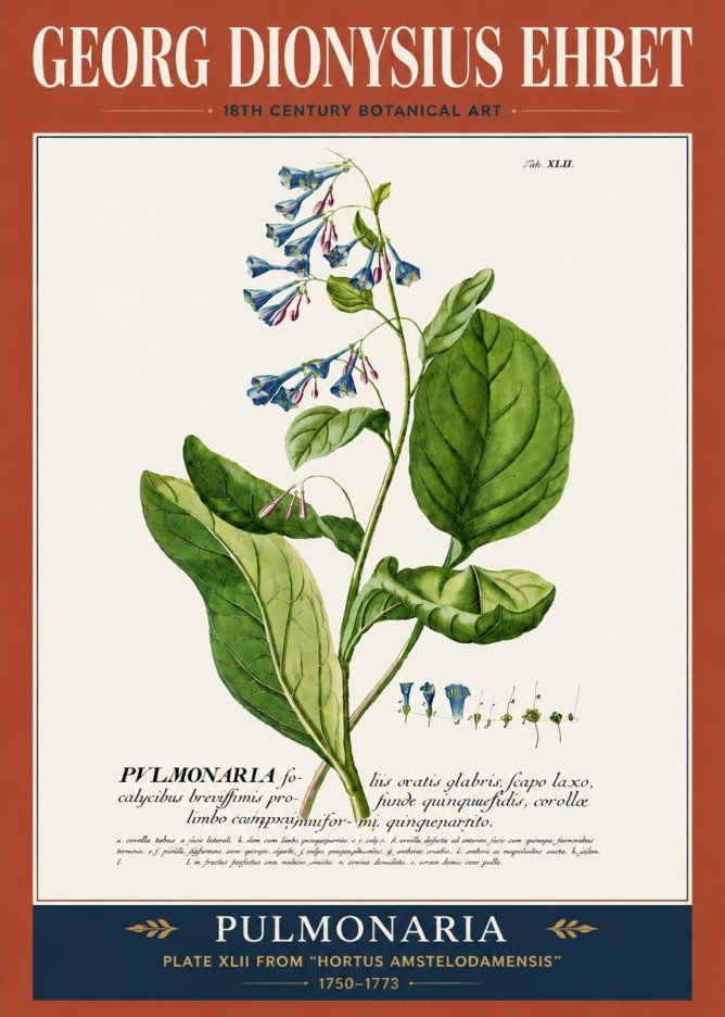 Georg Dionysius Ehret Pulmonaria No5 - Plakát