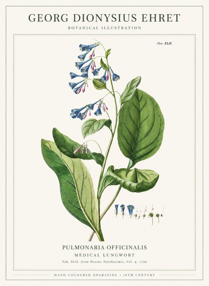 Georg Dionysius Ehret Pulmonaria No6 - Plakát