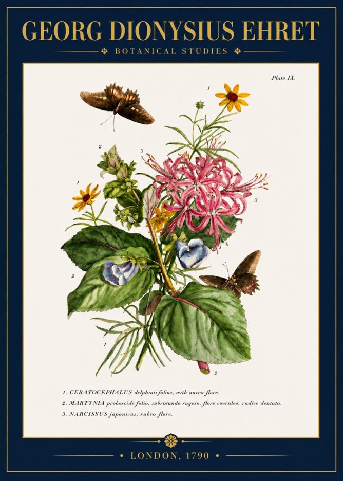 Georg Dionysius Ehret Botanical Studies - Plate Ix No4 - Plakát