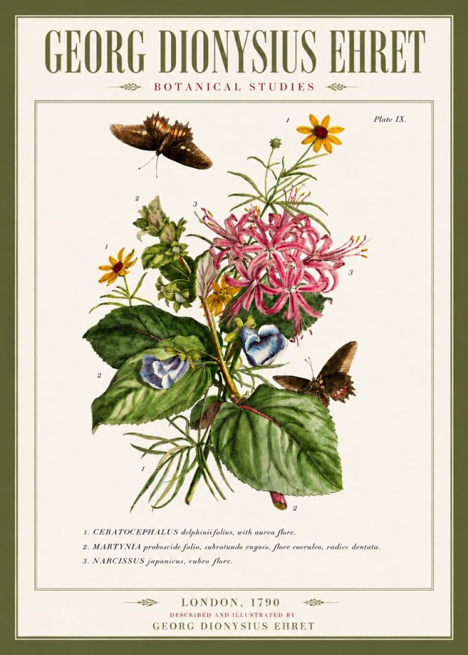 Georg Dionysius Ehret Botanical Studies - Plate Ix No5 - Plakát