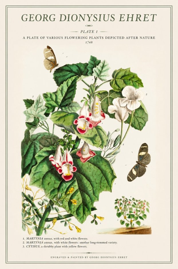 Georg Dionysius Ehret A Plate of Various Flowering Plants Depicted After Nature 1748 No1 - Plakát