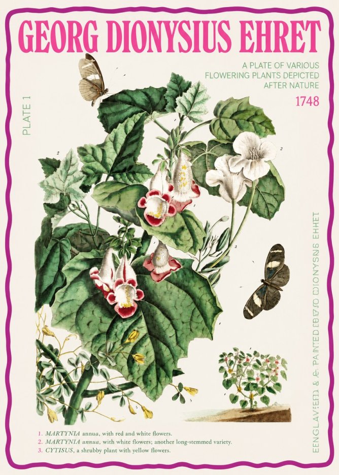 Georg Dionysius Ehret A Plate of Various Flowering Plants Depicted After Nature 1748 No2 - Plakát