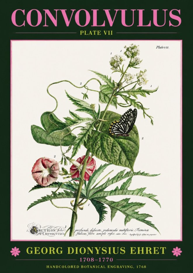 Georg Dionysius Ehret Convolvulus - Plate Vii No2 - Plakát