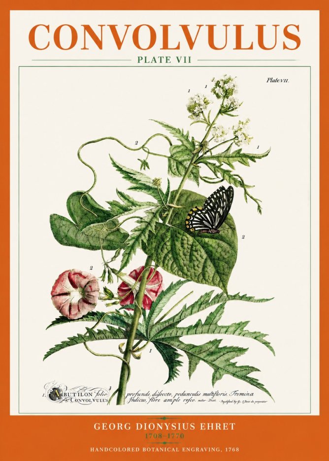 Georg Dionysius Ehret Convolvulus - Plate Vii No3 - Plakát